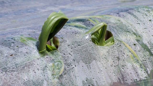Commission called on to withdraw authorisation for GM maize