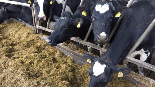 Young farmers along the border 'very much in the dark' on Brexit
