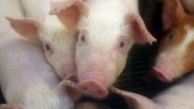 EU storage aid scheme for pigmeat closed after just 3 weeks