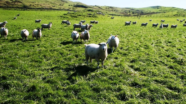 Coveney not commiting to IFA €20 ewe premium proposal
