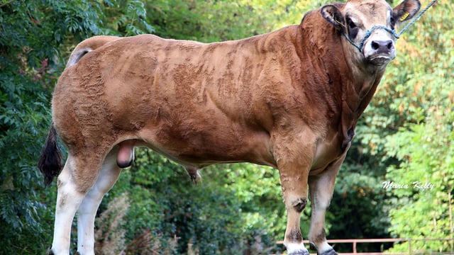 Gene Ireland beef bulls increase €uro star ratings - ICBF