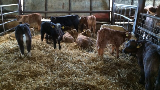 Beef sired calf registrations at highest level since 2008 in Northern Ireland