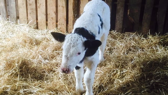 Lack of ship activity and increased numbers knocks €10 off Friesian bull calves