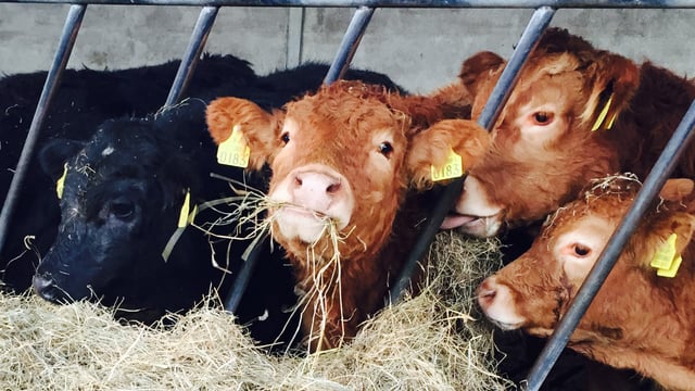 The Department received over 8,000 new herd number applications in 2015