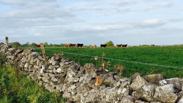 DAFM releases space for nature values for CAP schemes