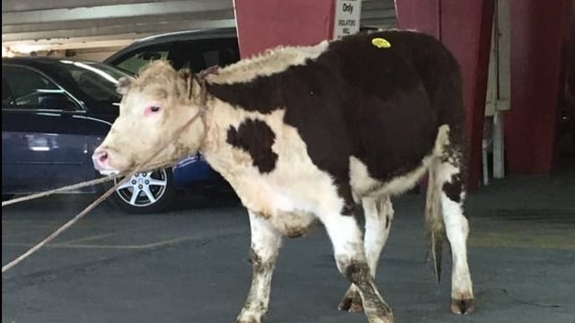 Tweets: Cow escapes abattoir - takes to the streets of New York