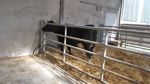 Lameness: Key areas to consider before calving kicks off