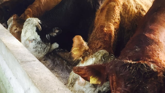 Beef quotes hold steady despite increased weekly kill