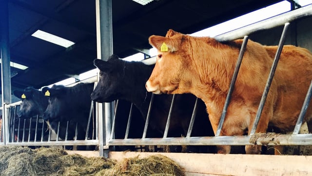 'Realistic wildlife culling policy needed before agreement on TB eradication can be reached'