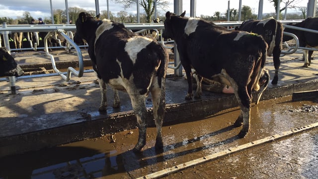 'Farmers underestimate the cost of lameness' - hoof trimmer