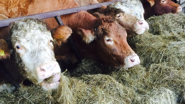 Cattle Marts - Little change in cattle trade despite poor weather conditions