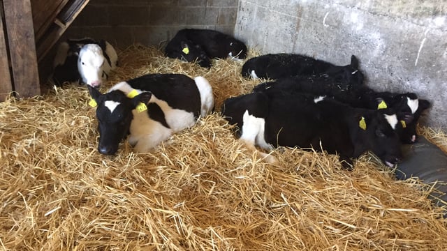 Calf registrations surpass the two million mark