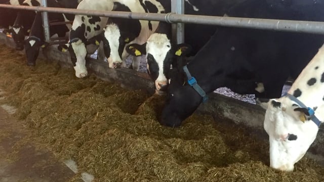 Net profits fall by €94/cow on Teagasc/Glanbia monitor farms in 2015