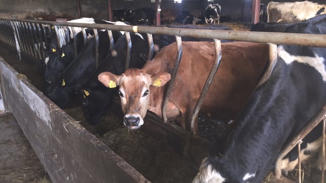 'Dairy farmers who want to use Jersey genetics should only use sexed semen'