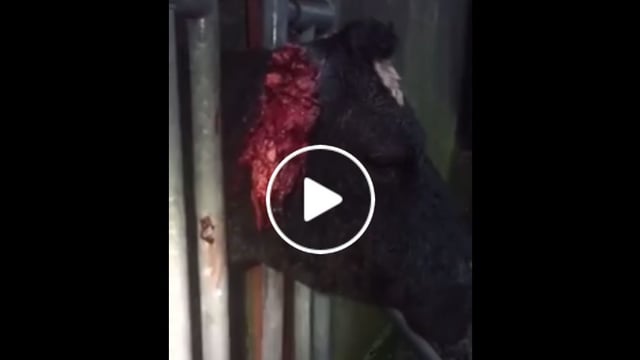 Video: Graphic video shows cows with their ears torn off by dogs