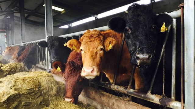 Aurivo to tackle winter fodder shortage with series of talks in the north-west