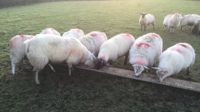 Sheep Marts - Buoyant sheep trade with factory hoggets selling to €2.50/kg