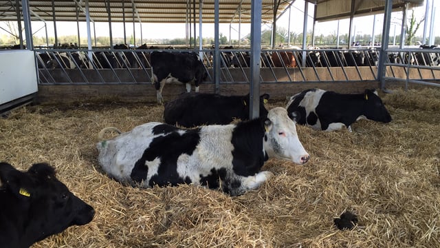 Pics: The farm that swapped a 350 bull-beef enterprise for 230 dairy cows