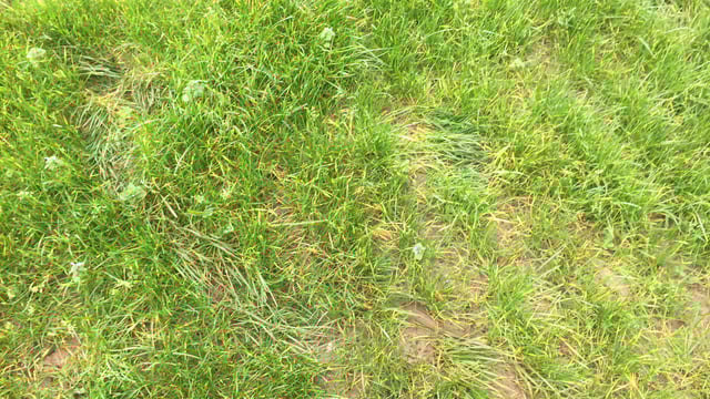Reseeding this spring? There is more to consider than just sowing seed
