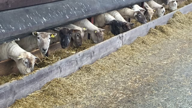 10 things a farmer should do if his sheep are attacked by dogs