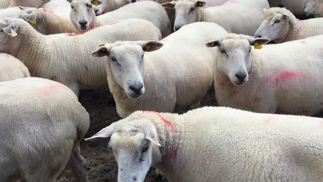 Farmer frustration as sheep slaughter delays mount
