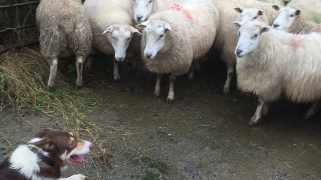 Irish sheepmeat production forecast to jump by 5% in 2016