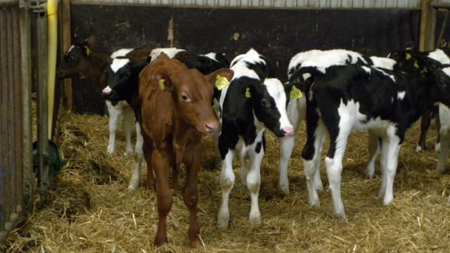 Dairy bull calves better shot than exported or mistreated, says animal welfare group