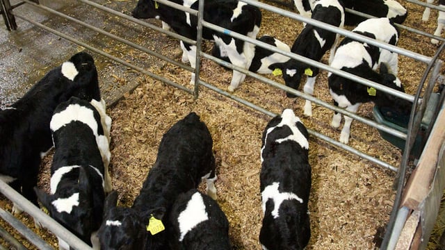 Dairy calvings continue to lead the way in 2016