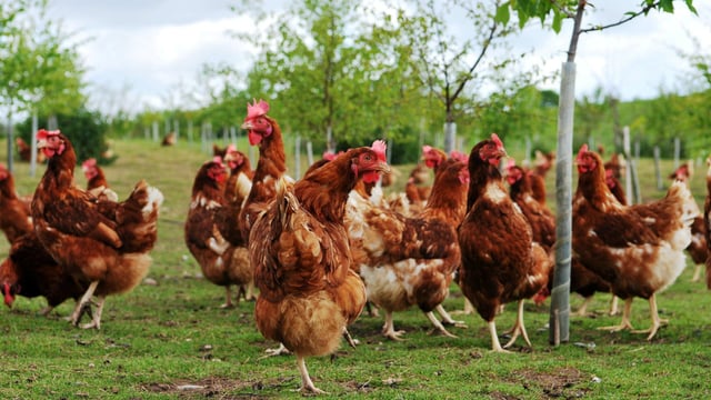 Testing confirms presence of avian influenza in NI