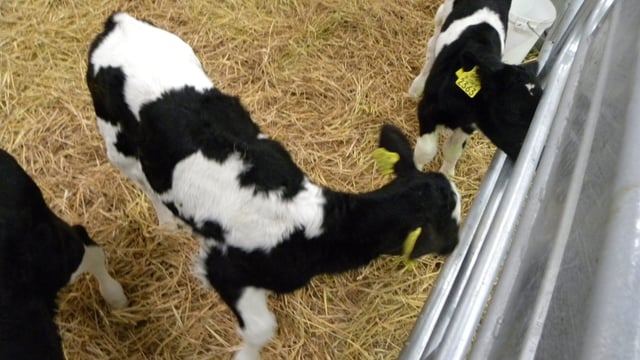 What can farmers expect from a BVD herd investigation?