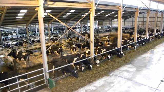 Irish dairy production expected to continue rising, despite current low prices
