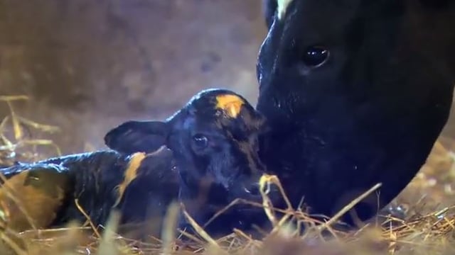 Video: Ear to the Ground focuses on dairy bull calves and hill farming
