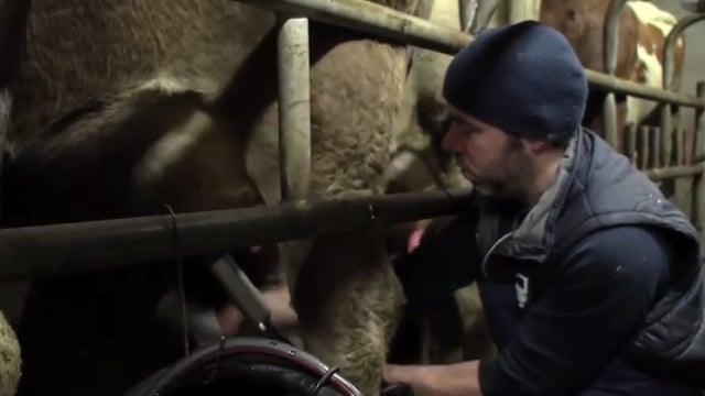 Video: Ear to the Ground looks at organic dairying and Brexit
