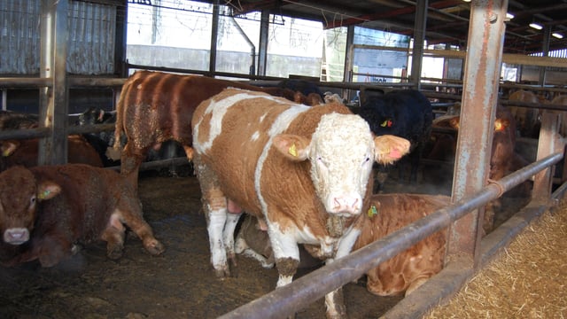 UK supermarkets are cutting the price paid for all young bulls – Bord Bia