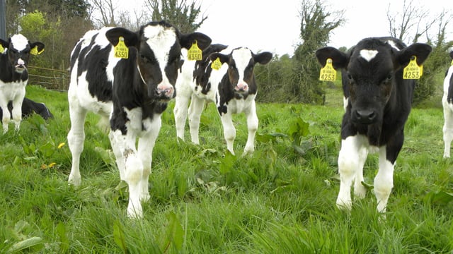 How much can I pay for calves this spring?