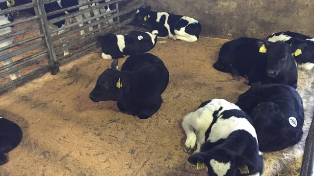 Cattle Marts: Export trade key in maintaining Friesian bull calf price