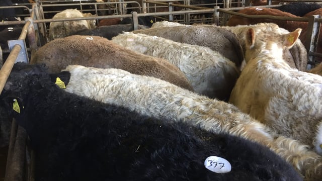 Cattle marts: Northern buyers have a positive impact on the store trade