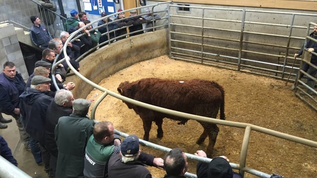 Cattle marts: 'Factory games' having a big impact on the trade