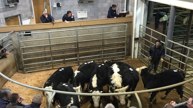 Cattle are effectively locked in Ireland until they are fit for slaughter - ICOS