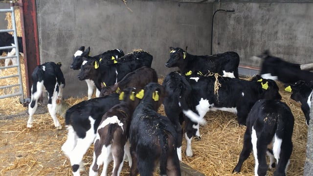 Bord Bia says 2016 will be a good year for Irish calf exports to Spain