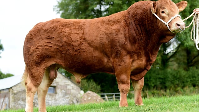 Pick of the crop - the top 17 bulls for this year from ICBF