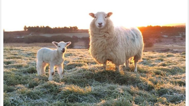 Pics: Lambing 2016 is well underway on farms across the country
