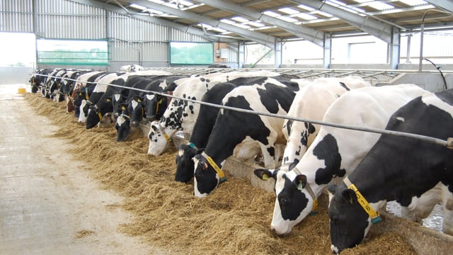 'Northern dairy farmers should not have to cut production'