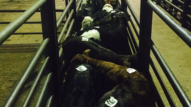 'A strong live export trade for calves is essential for competition'