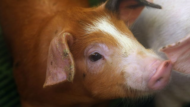 World Pork Expo cancelled as a result of ASF threat