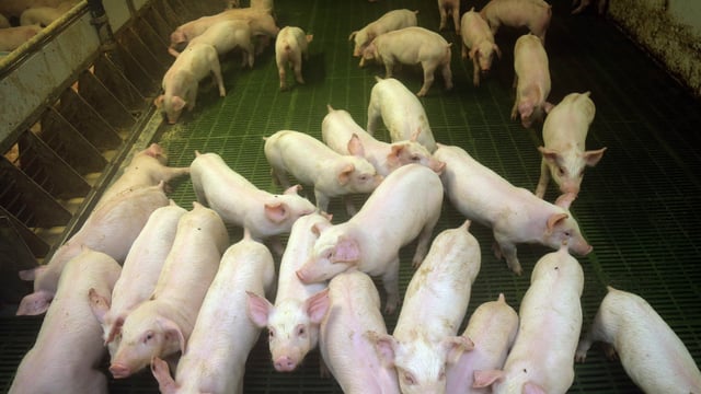 Pig AI company announces events in Tyrone, Cavan and Cork