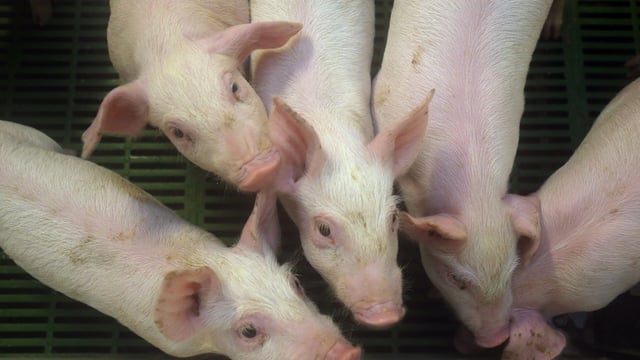 Pig prices fall as farmers wait on 'absymal' EU aid