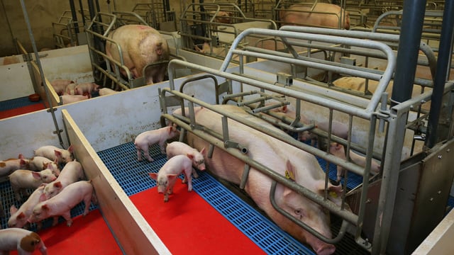 Russia plans 1.2m head pig farm to supply Chinese market