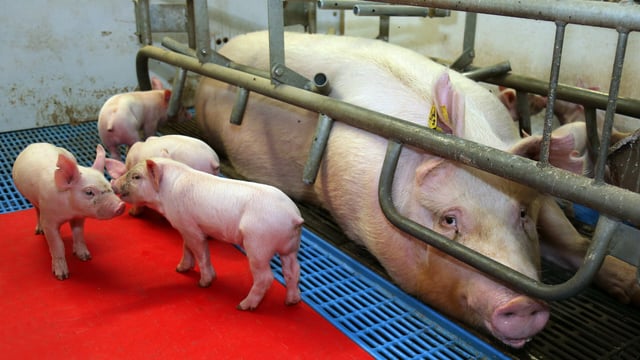Pig farmers should look at the methods available to cut costs - Teagasc
