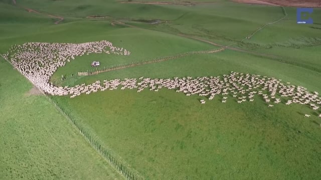 Could drones play a part in sheep management? - Australian trial underway